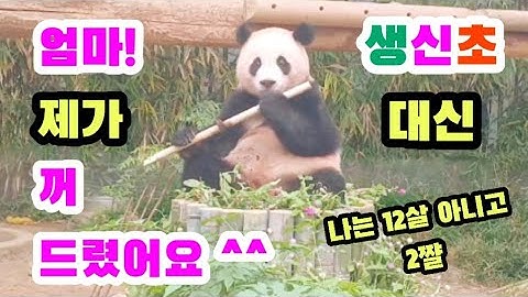 [아루후바오] 엄마의 생신을 맞이하여 생일초 대신 꺼드리는 불꽃효녀 😁😆🐼😍 #아이바오 생일