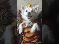 Mini crown 👑👑 in the dog's head #crown #shorts