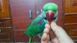 sweet parrot 🦜 #beautifulparrot #funny #parrotspeak #sweet plsplspls subscribe like 👍 👌 😀 🙏❤