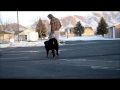 Mocha the Bernese Mountain Dog - Off Leash Obedience on E-Collar Mocha the Bernese Mountain Dog - Off Leash Obedience on E-Collar