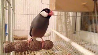 Java finch sings after eating maggots (yummy food for finch babies)