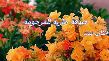 سورة الفلق بصوت القارئ فارس عباد  113