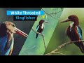 White Throated Kingfisher | Sri Lanka