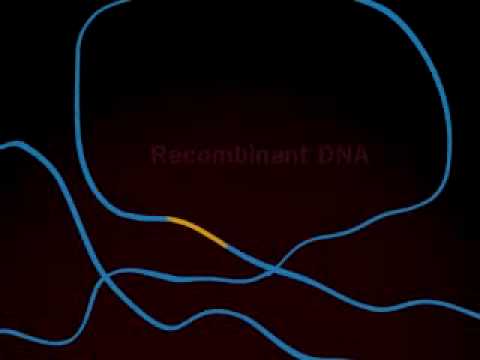 Recombinan DNA.flv
