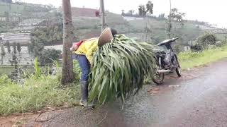 Wong pinggiran