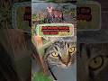 Adorable Brown Tabby Thinks he's an #outdoorcat #funny