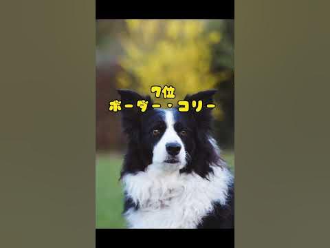 最速の犬種トップ10