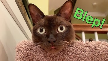 Secrets revealed...The Blep Cycle