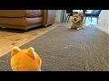 しゃべるぬいぐるみと口喧嘩をし始めた柴犬