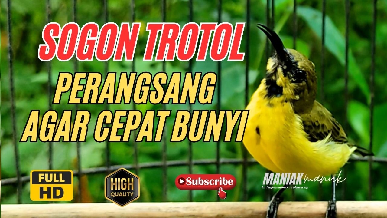 SOGON TROTOL GACOR NGLEPER PANCINGAN SOGON IJOAN AGAR BUNYI #66