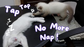 Kitten Taps to Wake Up Sleeping Buddy !