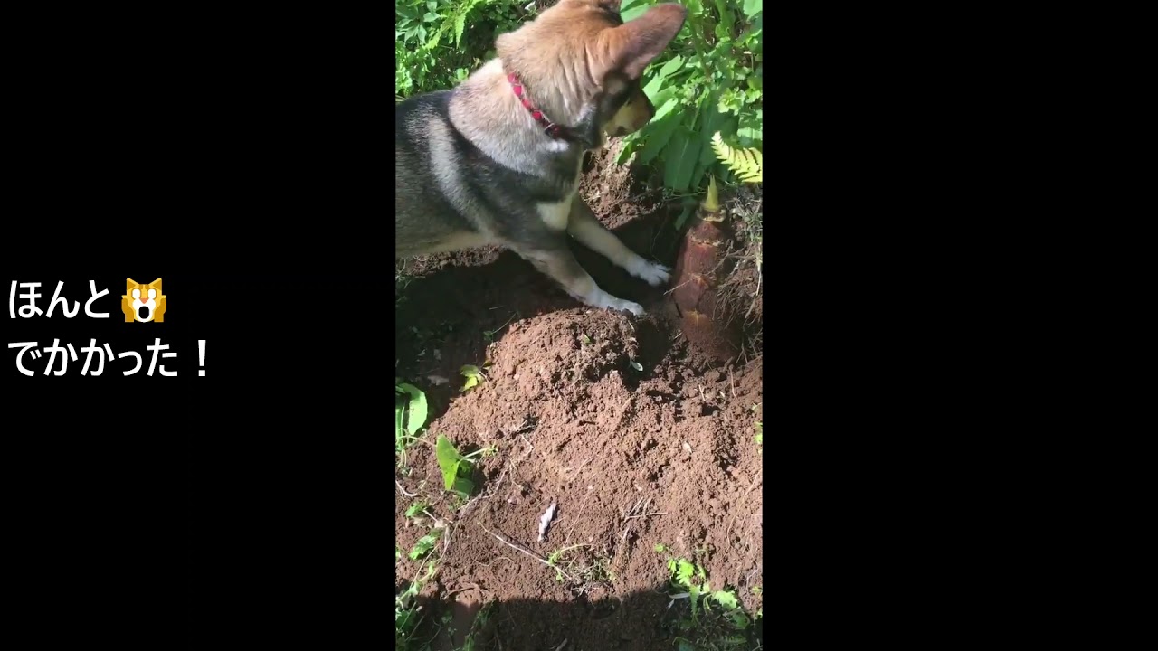 犬とタケノコ掘り リンちゃん大活躍 Youtube