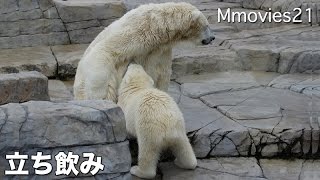 Polar Bear nursing 立ち飲みおっぱい ホッキョクグマ親子 ララとリラ