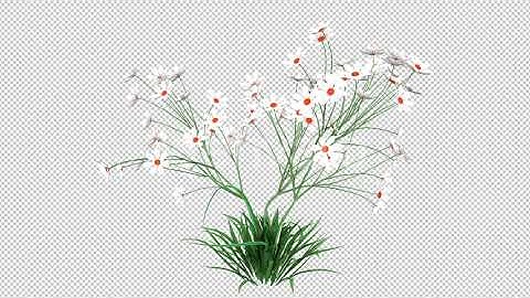 Growing Flowers 4K | Motion Graphics - Envato elements