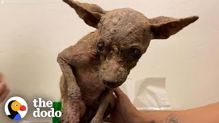 Little Dog Who Needed A Miracle Looks So Different Now | The Dodo