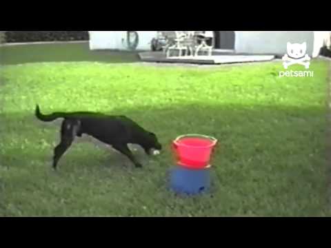 Automatic Dog Ball Thrower How To Make Automatic Dog Ball Thrower How To Make