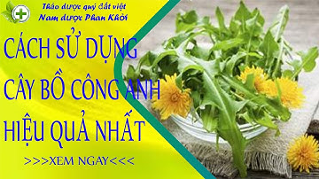 hướng dẫn cách sử dụng cây bồ công anh hiệu quả nhất