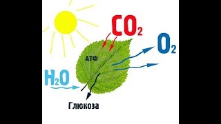 Автотрофное питание. Фотосинтез. Автотрофное питание. Фотосинтез.