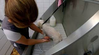 Grooming Maltese by Dlakca pet grooming 83 views 1 year ago 4 minutes