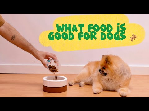 Video: 10 Sundhedsproblemer forårsaget af at bruge den forkerte hundemad