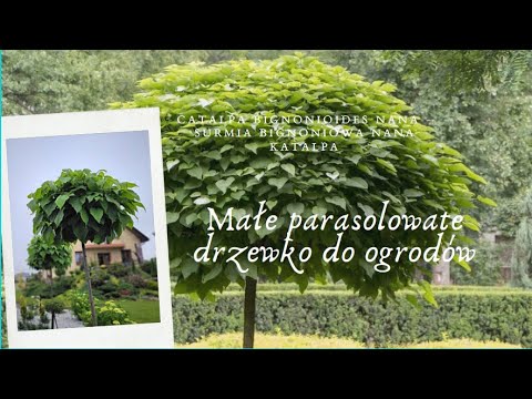 Wideo: Rodzaje Crassula (61 Zdjęć): Popularne Odmiany Dżerseju Lub Drzewa Pieniędzy, Jajowate I Limfoidalne, Perforowane I Drzewiaste