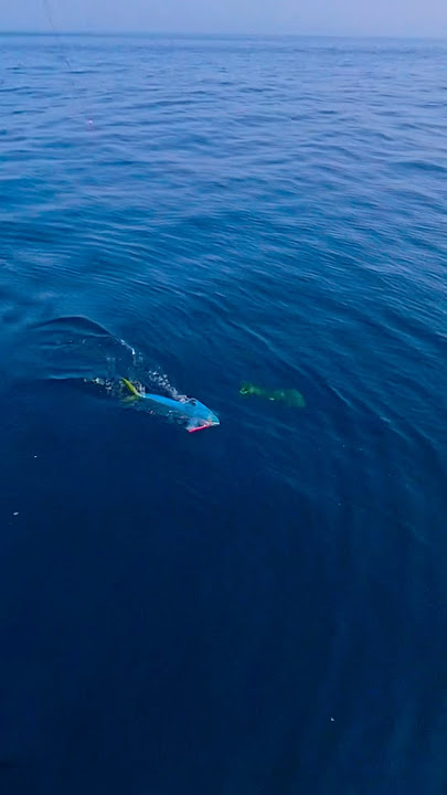 Heard someone yell mahi at the bow!
