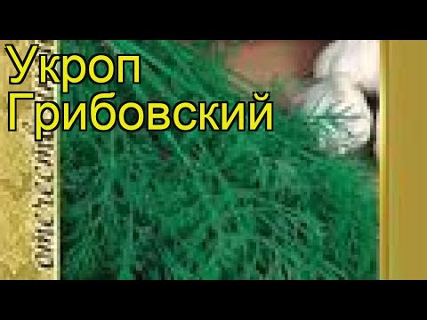Укроп Грибовский (Gribovskiy). Краткий обзор, описание характеристик, где купить семена