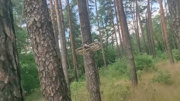 Reinforcement learning drone control for obstacle avoidance in forest