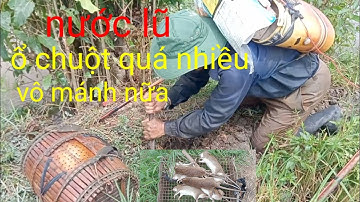 mùa nước lũ đã về đồng. gặp ổ chuột quá nhiều. vô mánh nữa rồi miền tây sông nước