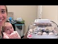 Live Stream while our Chickens Hatch 🐣