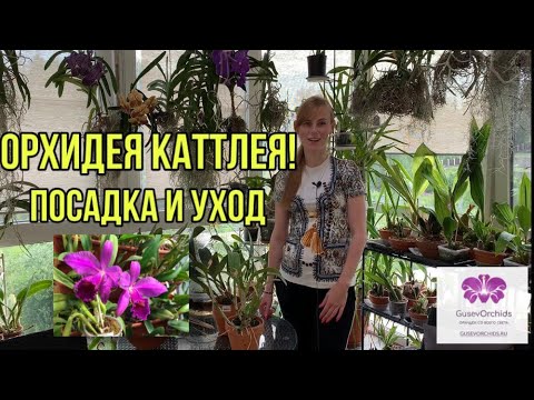 Видео: Катлея
