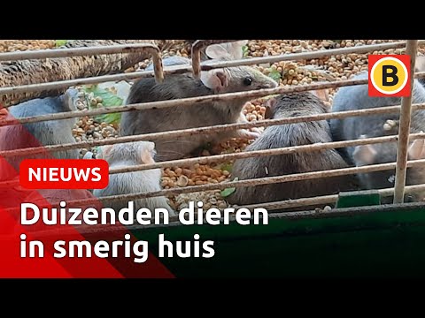 Muizenplaag bij vrouw in huis | Omroep Brabant