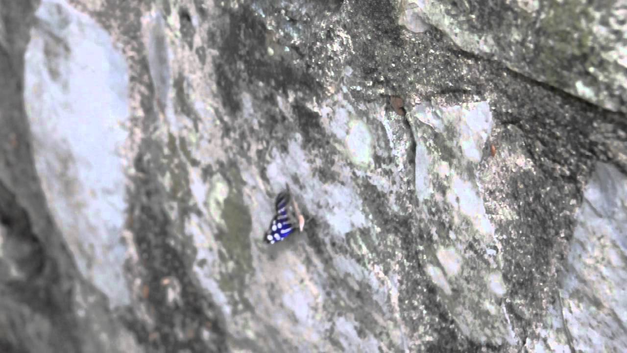 Myscelia ethusa or Mexican Bluewing