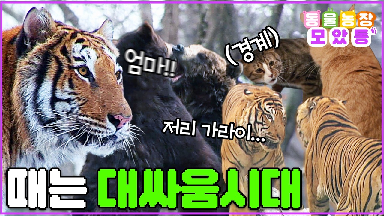 [#모았동물농장] 나는 야수가 될거야~ 눈만 마주치면 싸우는 녀석들 #TV동물농장 #AnimalFarm #SBSstory