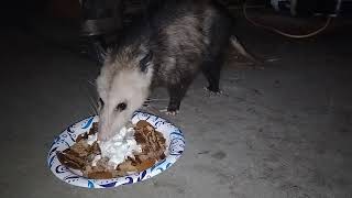 Opossum eating sour cream