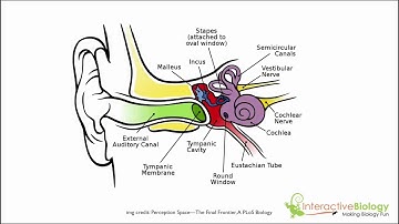 Sensory Coding of Pitch: Basilar Membrane Frequency Response (Cochlear Tuning)