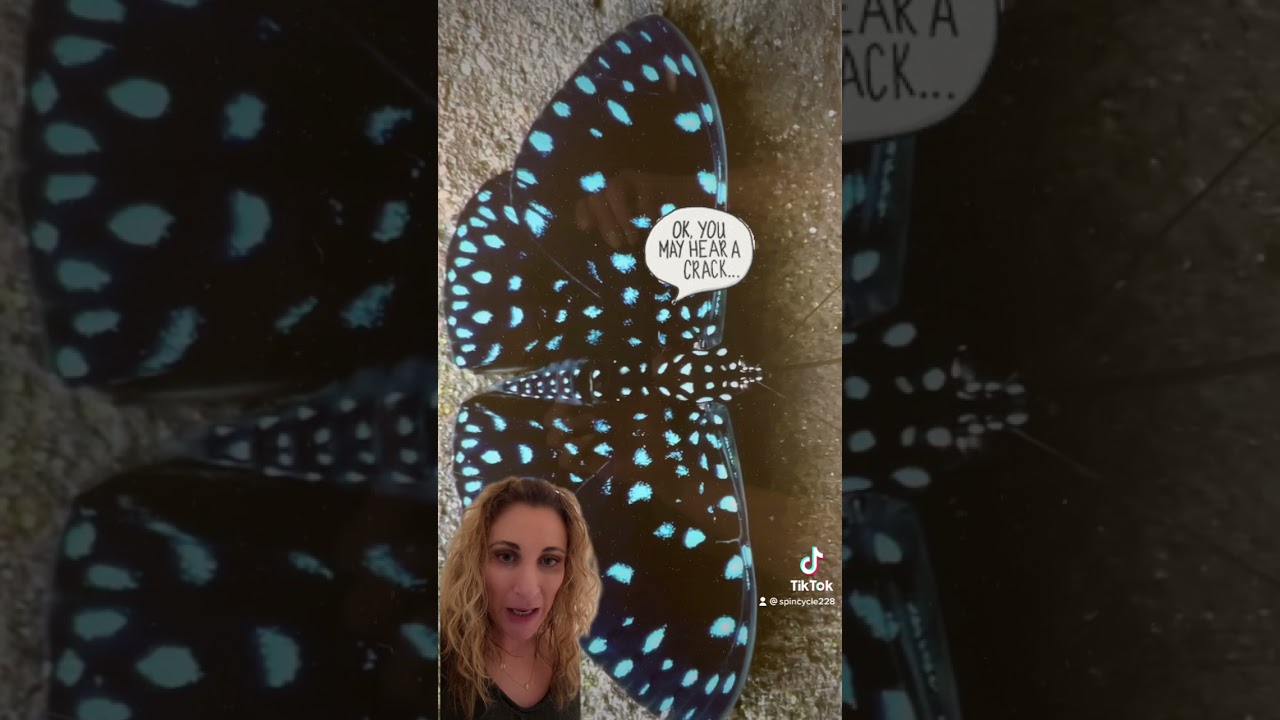 Starry Night Cracker Butterfly