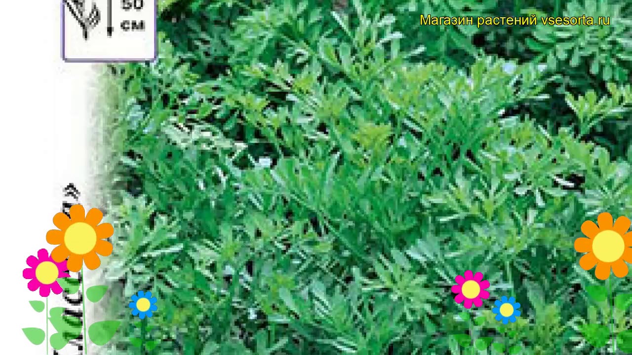 Рута Кружевница (Рута). Краткий обзор, описание характеристик, где купить семена ruta