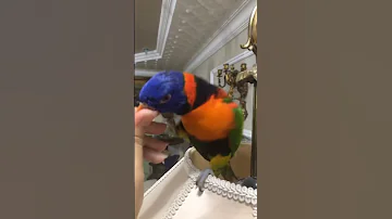 ببغاء اللوري يتكلم السلام عليكم Lory Parrot 