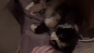 Newborn Kittens 5 Days Old & Nursing Again ~ Foster Litter #8