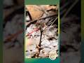 Fiery Skimmer: A Flash of Red on the Forest Floor - Dharug Country