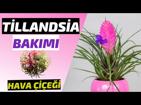 Video: Benim Bromeliad'ımdaki Sorun Ne - Yaygın Bromeliad Sorunlarını Giderme