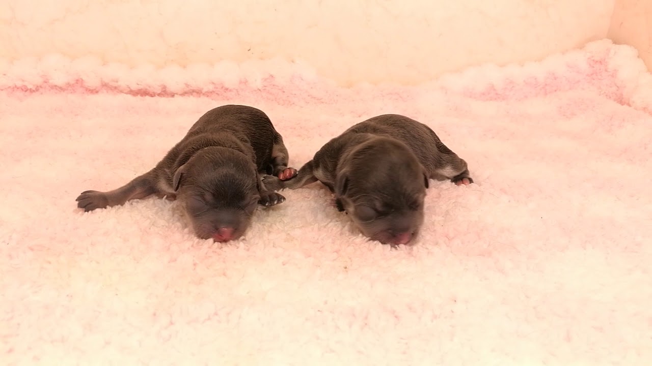 滋賀県｜チワワ｜2018.6.17生（0日目）｜ブルー＆クリーム｜男の子