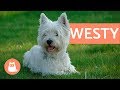 Raza de perro westy - west highland white terrier の動画、YouTube動画。