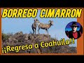 Borrrego Cimarrón, (Ovis canadensis mexicana) en Coahuila