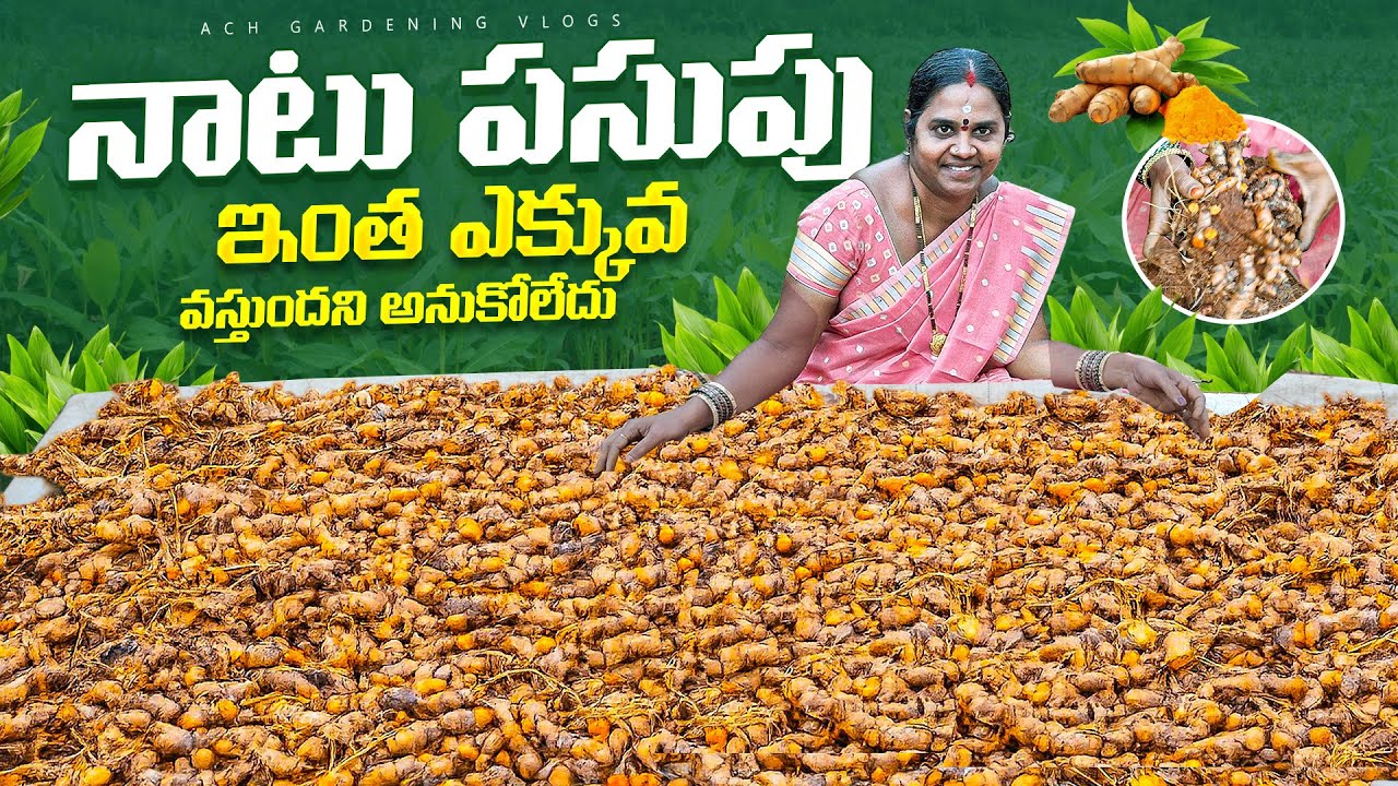 Unexpected Natu Turmeric Harvest | నాటు పసుపు ఇంత ఎక్కువ వస్తుందని అనుకోలేదు 😲| #gardeningharvest