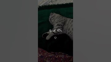 #قال ربي اشرح لي صدرى ويسر لي أمري #قران كريم #فارس عباد #راحه نفسيه