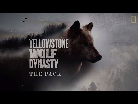 Yellowstone Wolf Dynasty - The Pack