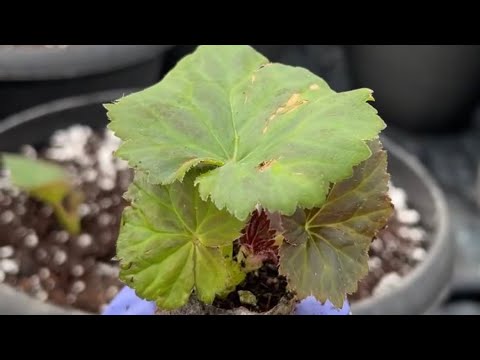 Spring Begonia Planting Tip