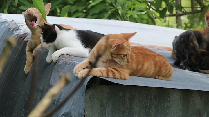 Watch the video about Cute Kitten meowing stay happy